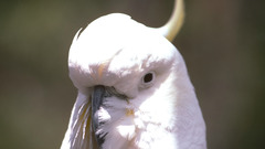 Birds Animals animal