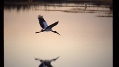 Birds Animals animal