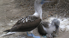 Birds Animals animal