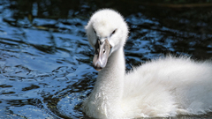 Birds Animals animal