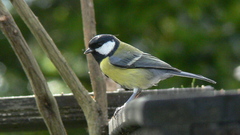 Birds Animals animal