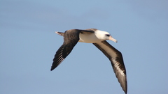 Birds Animals animal