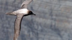 Birds Animals animal