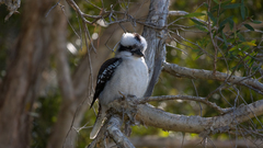 Birds Animals animal