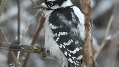 Birds Animals animal