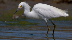 Birds Animals ardea genus