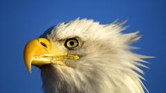 Birds Animals bald eagles