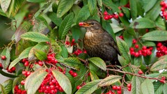 Birds Animals Berries Trees leaves branch