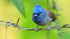 Birds Animals Blue Flycatchers