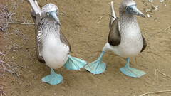 Birds Animals blue-footed boobies