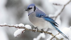 Birds Animals blue jay