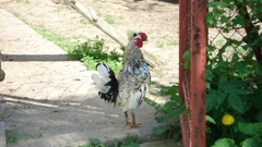 Birds Animals Chickens animal