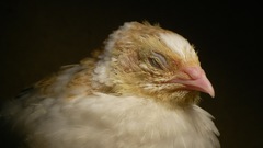 Birds Animals Chickens bird