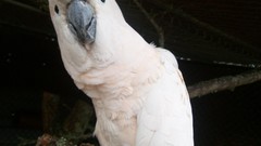 Birds Animals cockatoo animal