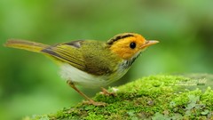 Birds Animals depth of