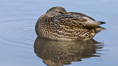 Birds Animals Ducks animal