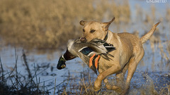 Birds Animals Ducks Dogs