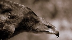 Birds Animals Eagles