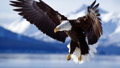 Birds Animals Eagles