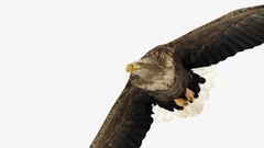 Birds Animals Eagles animal