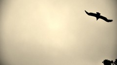 Birds Animals Eagles skyscapes