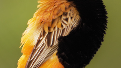 Birds Animals Finches