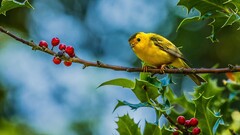 Birds Animals Finches fruit branch yellow Plants