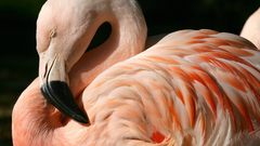 Birds Animals flamingos bird