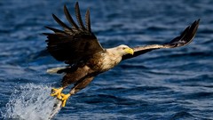 Birds Animals flight