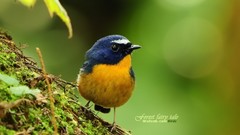 Birds Animals flycatcher