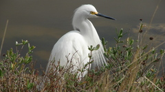 Birds Animals heron ardea