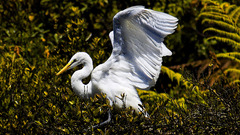 Birds Animals herons