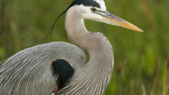 Birds Animals herons