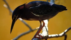 Birds Animals herons