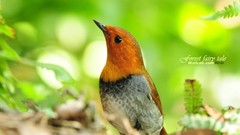 Birds Animals Japanese robins