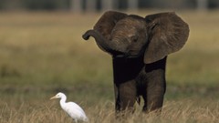 Birds Animals national geographic