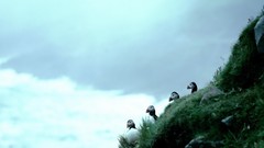 Birds Animals nature