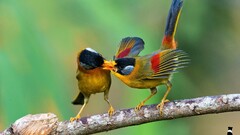 Birds Animals nature branch