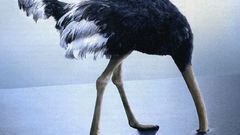 Birds Animals ostrich bird