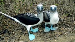 Birds Animals outdoors nature Blue-footed booby