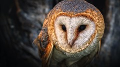 Birds Animals Owls