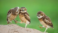 Birds Animals Owls