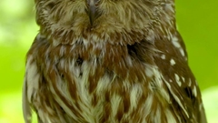 Birds Animals Owls animal