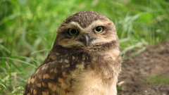 Birds Animals Owls animal