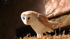 Birds Animals Owls animal