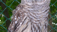 Birds Animals Owls bird