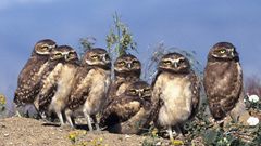 Birds Animals Owls funny