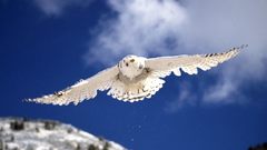 Birds Animals Owls snowy