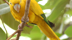 Birds Animals parakeets