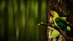 Birds Animals Parrots